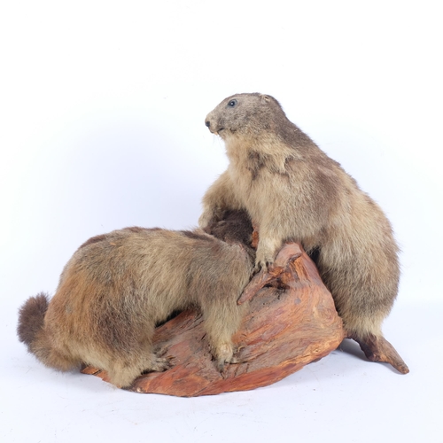 150 - TAXIDERMY - a study of marmots, on naturalist base, W60cm