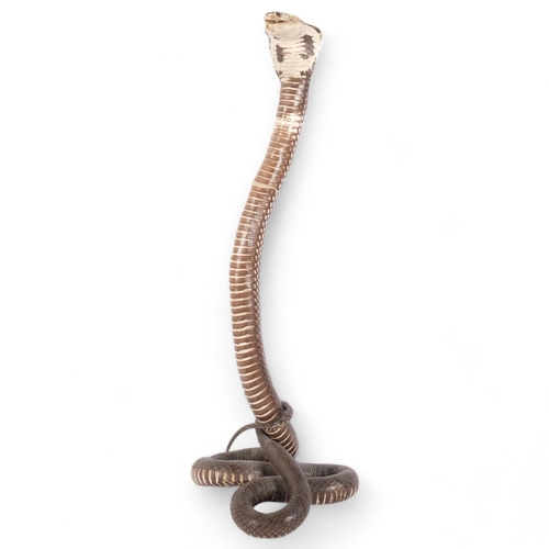 151 - TAXIDERMY - a study of a King cobra, H61cm