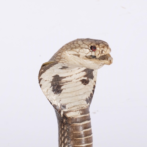 151 - TAXIDERMY - a study of a King cobra, H61cm