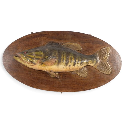 22 - An Antique wooden sculpture of a fish, small bass, with glass eye, mounted on oval wooden shield pla... 