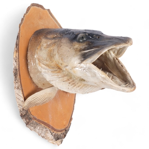 24 - TAXIDERMY - A large Antique pike head mount, on later wooden shield plaque, H40cm, W23cm, from wall ... 