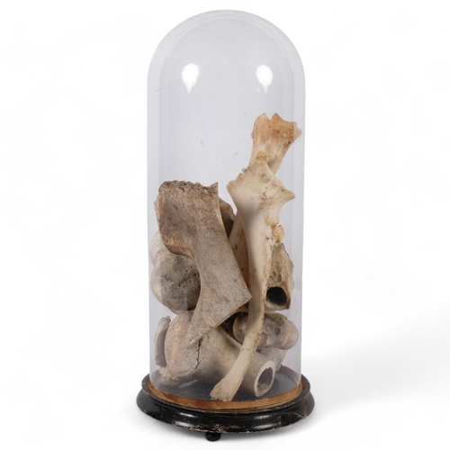 56 - A collection various animal bones, housed in an Antique circular glass dome on ebonised wooden base,... 