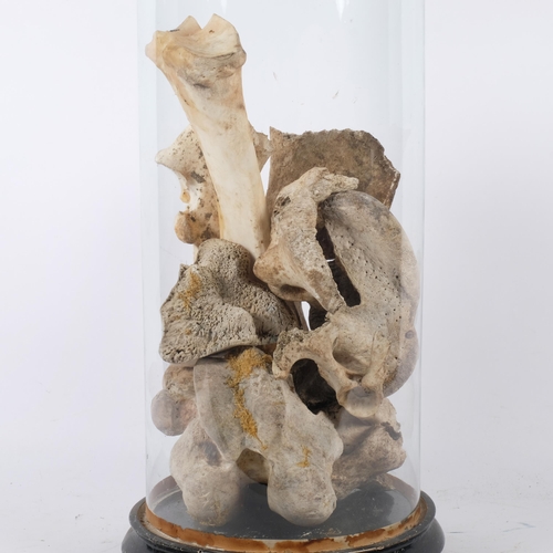 56 - A collection various animal bones, housed in an Antique circular glass dome on ebonised wooden base,... 