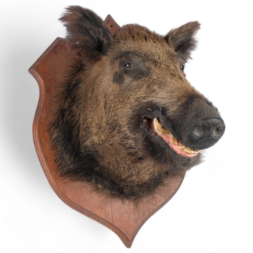 60 - TAXIDERMY - a large wild boar head mount, on traditional oak shield plaque, H70cm, W55cm, from wall ... 