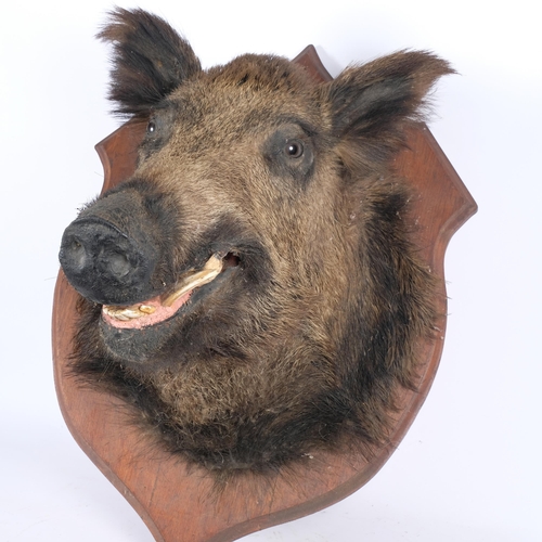 60 - TAXIDERMY - a large wild boar head mount, on traditional oak shield plaque, H70cm, W55cm, from wall ... 