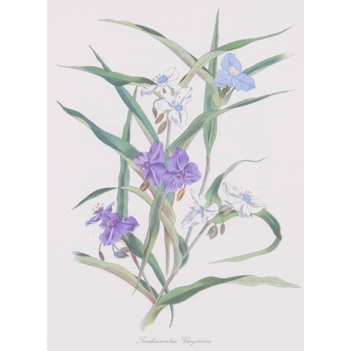 599 - John Nash (1893-1977) colour lithograph on paper, Tradescantia Virginica, 26.5cm x 19.5cm, from the ... 