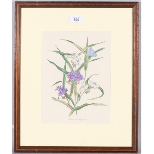 599 - John Nash (1893-1977) colour lithograph on paper, Tradescantia Virginica, 26.5cm x 19.5cm, from the ... 