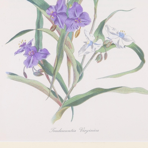 599 - John Nash (1893-1977) colour lithograph on paper, Tradescantia Virginica, 26.5cm x 19.5cm, from the ... 