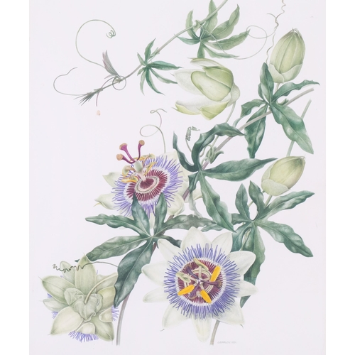 605 - 12. Gillian Barlow (b.1944) watercolour on paper, Passiflora Coerulea – Passion Flower (1991), signe... 