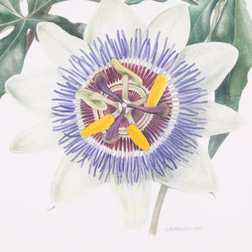 605 - 12. Gillian Barlow (b.1944) watercolour on paper, Passiflora Coerulea – Passion Flower (1991), signe... 