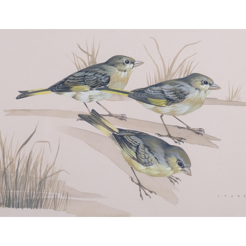 654 - John Crank (1923 - 2008), Greenfinches, watercolour, 24cm x 36cm, framed