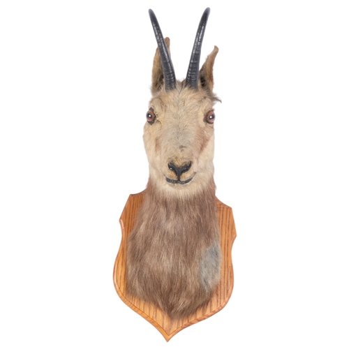 3375 - TAXIDERMY - a study of a chamois on oak shield plaque, depth 37cm