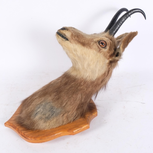 3375 - TAXIDERMY - a study of a chamois on oak shield plaque, depth 37cm