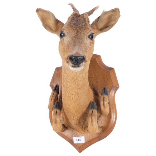 3374 - TAXIDERMY - a study of a roe deer, and 4 hooves, mounted on oak shield plaque, depth 30cm