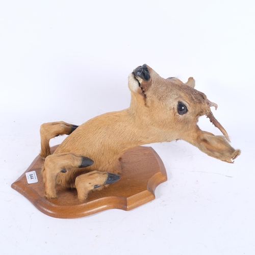 3374 - TAXIDERMY - a study of a roe deer, and 4 hooves, mounted on oak shield plaque, depth 30cm