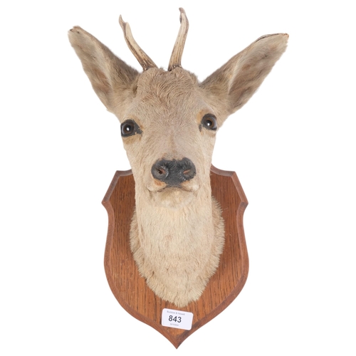 3373 - TAXIDERMY - a study of a roe deer, mounted on oak shield plaque, depth 30cm