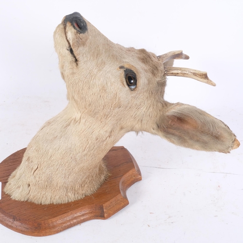 3373 - TAXIDERMY - a study of a roe deer, mounted on oak shield plaque, depth 30cm