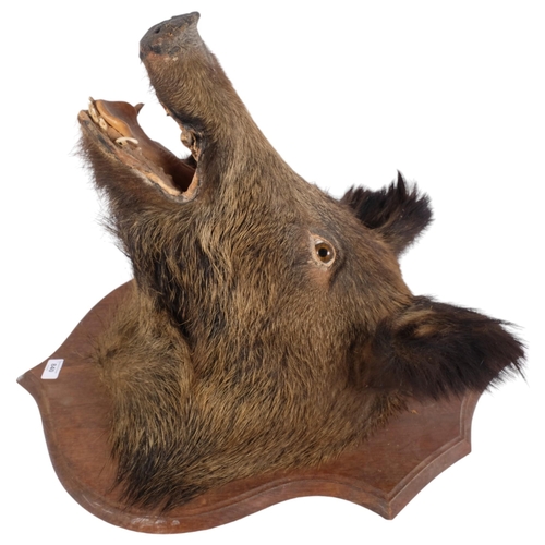 3371 - TAXIDERMY - a boar's head mounted on oak shield plaque, depth 47cm