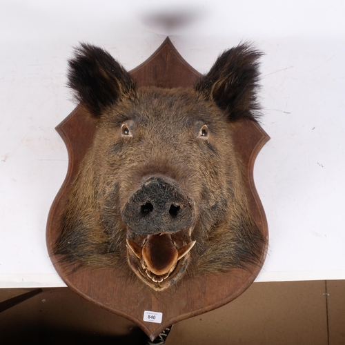 3371 - TAXIDERMY - a boar's head mounted on oak shield plaque, depth 47cm