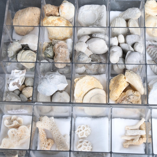 3085 - Natural History : a nice selection of coral and fossil specimens, presented in sectional perspex tra... 