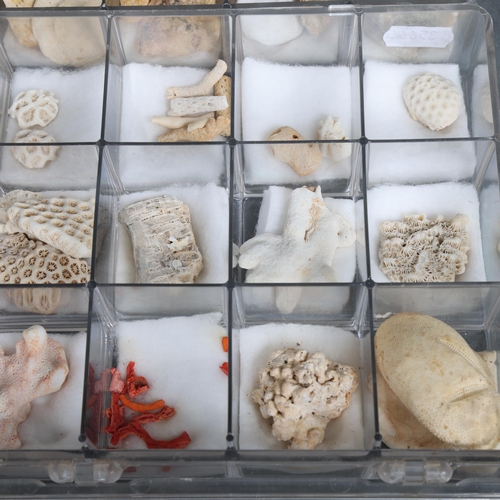 3085 - Natural History : a nice selection of coral and fossil specimens, presented in sectional perspex tra... 