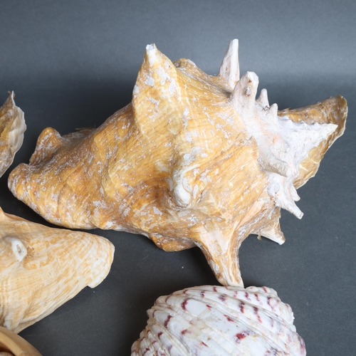 3086 - Natural History : Two large conche shells and a selection of other sea shells.