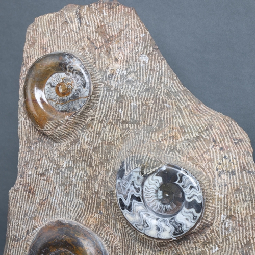 3088 - Natural History : A large Orthoceras ammonite plate, with four polished ammonite specimens, height 5... 