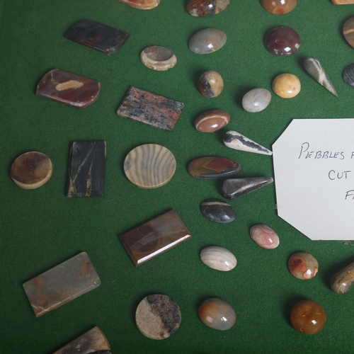 3089 - Natural History : A framed glazed display of pebbles taken from Hastings beach, cut and polished by ... 