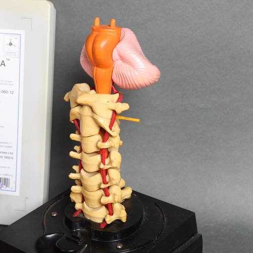 3112 - DNA molecular model and anatomical model of the spine.