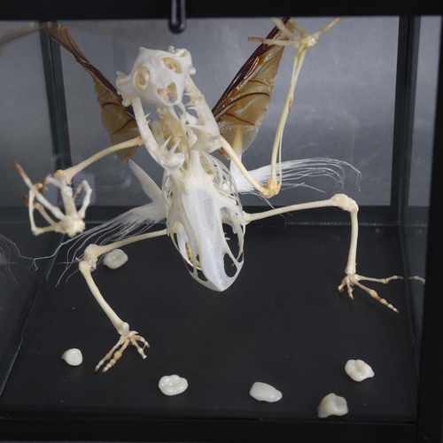 3137 - Curiosity / Taxidermy: Tooth Fairy Skeleton in square glass case
The articulated mythical creature, ... 