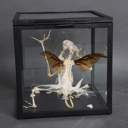 3137 - Curiosity / Taxidermy: Tooth Fairy Skeleton in square glass case
The articulated mythical creature, ... 