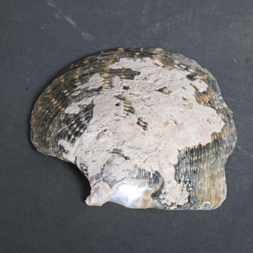 3139 - Hand-carved Black-lip Oyster Mother of Pearl Shell depicting a Skull. A beautiful shell hand carved ... 