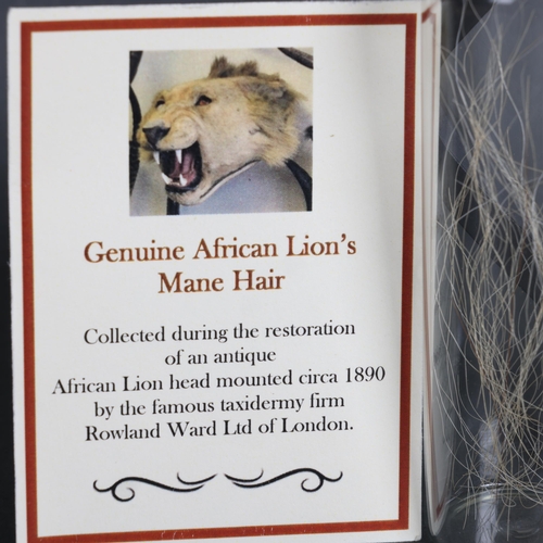 3151 - Taxidermy: African Lion Claw and Jar of mane hair. 
A specimen African Lion claw (removed from damag... 