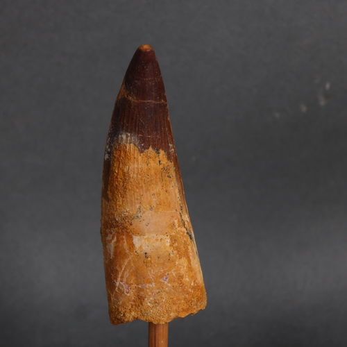 3154 - Fossil: Extinct Spinosaurus Dinosaur tooth, Late Cretaceous, ~100 million years old. 
Collected Sout... 