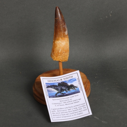 3154 - Fossil: Extinct Spinosaurus Dinosaur tooth, Late Cretaceous, ~100 million years old. 
Collected Sout... 