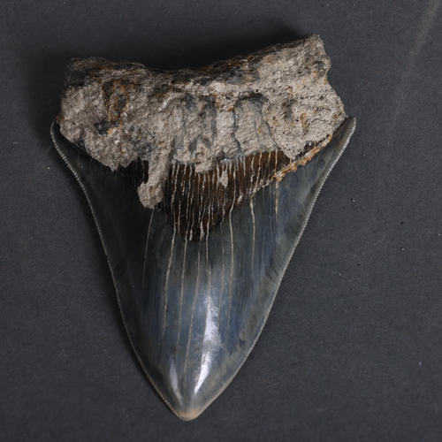 3155 - Fossil: Large Extinct Blue Megalodon Shark tooth, 12cm long. The Megalodon (Otodus megalodon) meanin... 