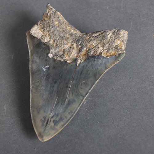 3155 - Fossil: Large Extinct Blue Megalodon Shark tooth, 12cm long. The Megalodon (Otodus megalodon) meanin... 