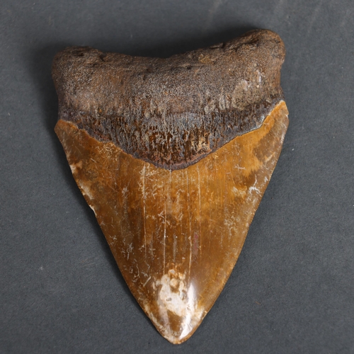 3156 - Fossil: Large Extinct Brown Megalodon Shark tooth, 12cm long. The Megalodon (Otodus megalodon) meani... 