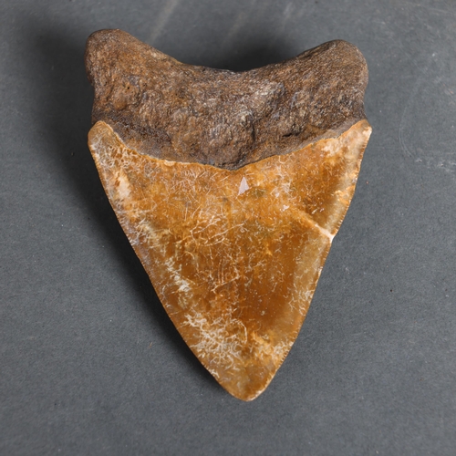 3156 - Fossil: Large Extinct Brown Megalodon Shark tooth, 12cm long. The Megalodon (Otodus megalodon) meani... 