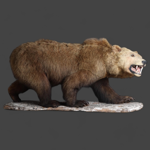 Taxidermy: Grizzly Brown Bear (Ursus arctos), late 19th century, full mount on all fours walking pose mounted to wood base. Beautiful thick fur.
Potentially the subspecies Eurasian Brown Bear (Ursus arctos arctos). 
Dimensions - 158cm l x 72cm h x 45cm w - 7cm front claws.
CITES Annex A, Appendix 1 (exempt)