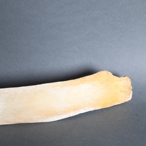 Taxidermy Giraffe Rib bone A specimen rib bone from the Southern ...