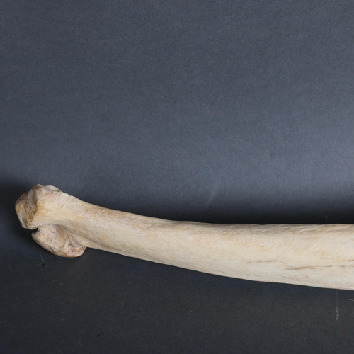 Taxidermy Giraffe Rib bone A specimen rib bone from the Southern ...