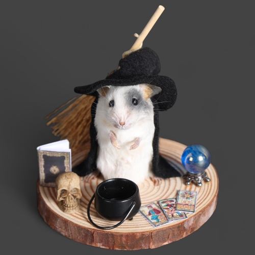 2998 - Taxidermy Witch Mouse. An anthropomorphic full mount taxidermy mouse, mounted upright on a slice of ... 