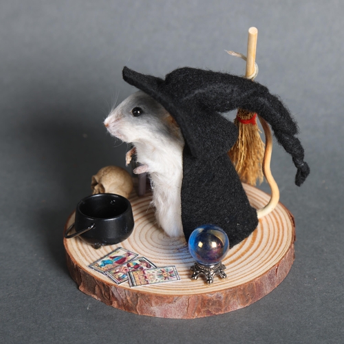 2998 - Taxidermy Witch Mouse. An anthropomorphic full mount taxidermy mouse, mounted upright on a slice of ... 