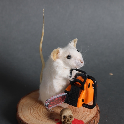 2997 - Taxidermy Mouse wielding a chainsaw 
An anthropomorphic full mount taxidermy mouse, mounted upright ... 