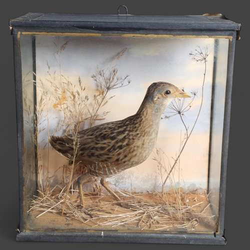 3361 - Taxidermy: Corncrake, 19th century 
Full mount adult bird in three-sided glazed case. With painted b... 