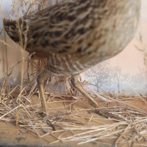 3361 - Taxidermy: Corncrake, 19th century 
Full mount adult bird in three-sided glazed case. With painted b... 