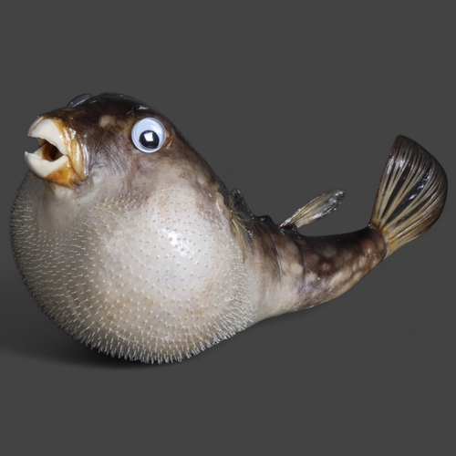 3363 - Taxidermy Parrot Puffer Fish. A full mount parrot puffer fish. Mounted inflated hanging from clear f... 