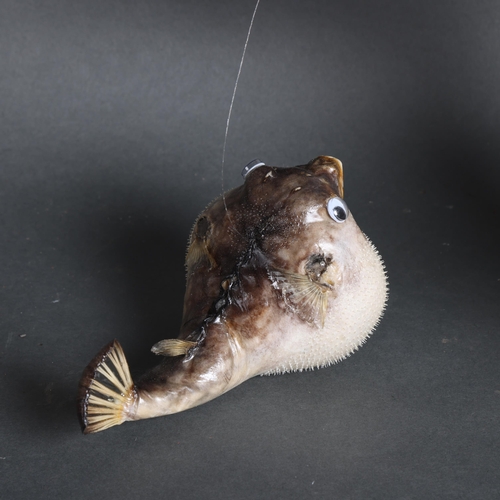 3363 - Taxidermy Parrot Puffer Fish. A full mount parrot puffer fish. Mounted inflated hanging from clear f... 