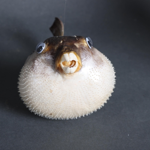 3363 - Taxidermy Parrot Puffer Fish. A full mount parrot puffer fish. Mounted inflated hanging from clear f... 